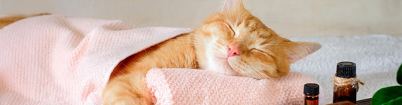 Katze: Gutscheine & Angebote