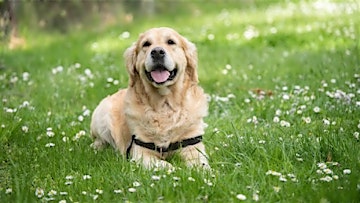 Kostenlose Hundefutterprobe mit alsa -hundewelt (4€ Versandkosten)
