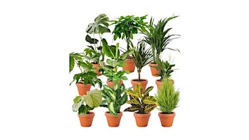 8er-Set Pflanzenüberraschung (+/- 40-70cm) für 29,48€ inkl. Versand