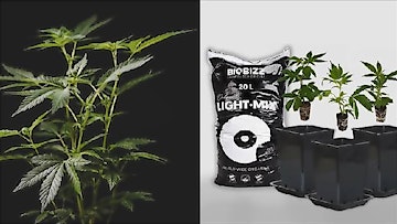 Dein Sofortgewinn: ein Cannabis Anbau Paket