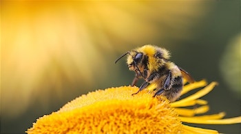 Gratis Packung Bienenblumensamen